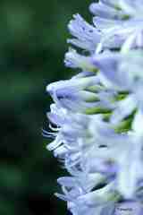 アガパンサス～１