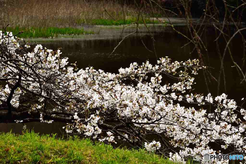皇居乾通り一般公開～道灌濠の桜