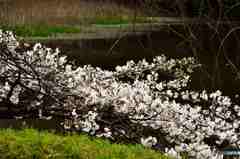 皇居乾通り一般公開～道灌濠の桜