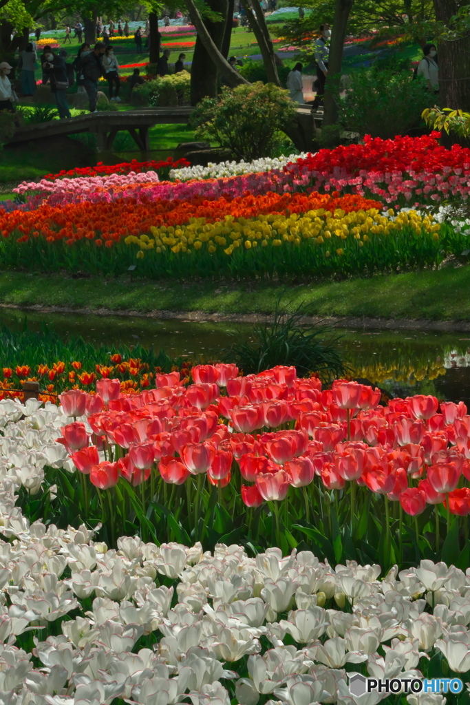 チューリップガーデン其の１　P1173474