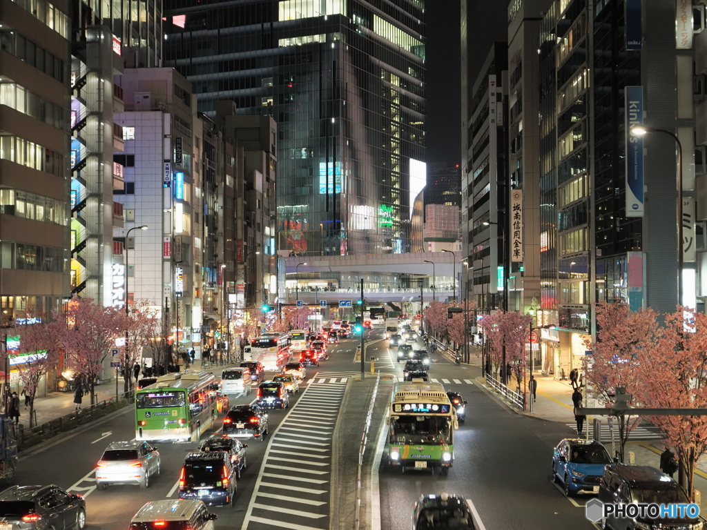 陽光桜の街路樹　P3250263 (2)