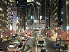 陽光桜の街路樹　P3250263 (2)