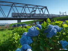 紫陽花に電車＃２