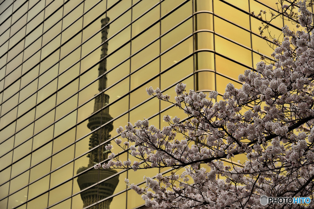 スカイツリーと桜