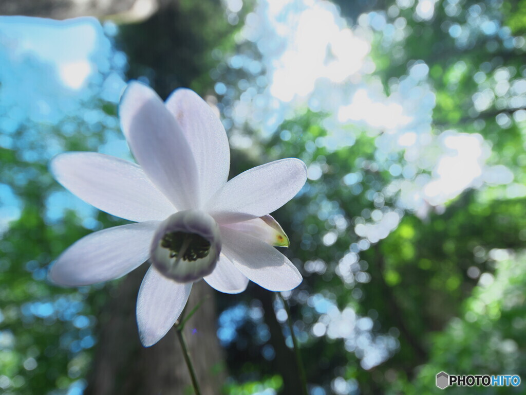 見上げて撮りました