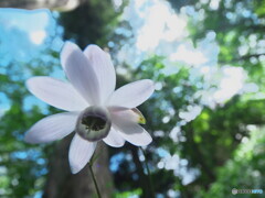 見上げて撮りました