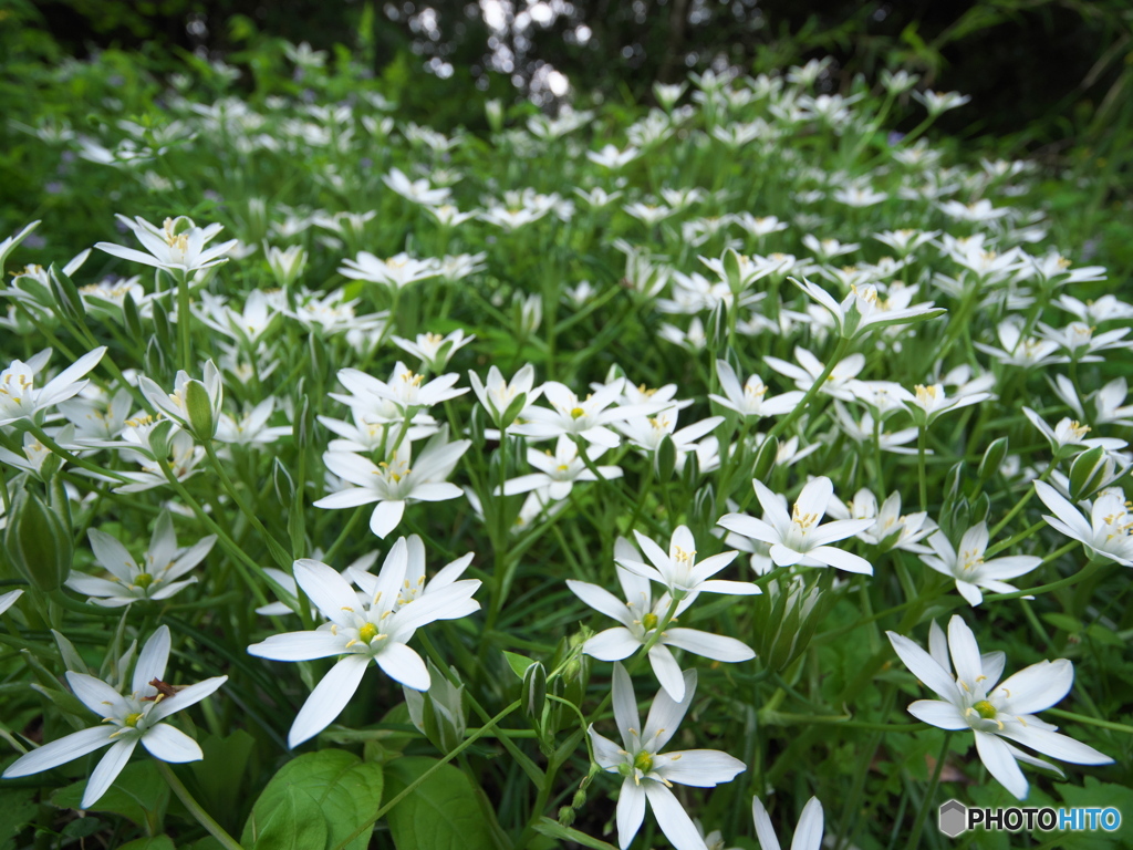 オオアマナ群生　P4191238