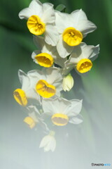 ニホンズイセン