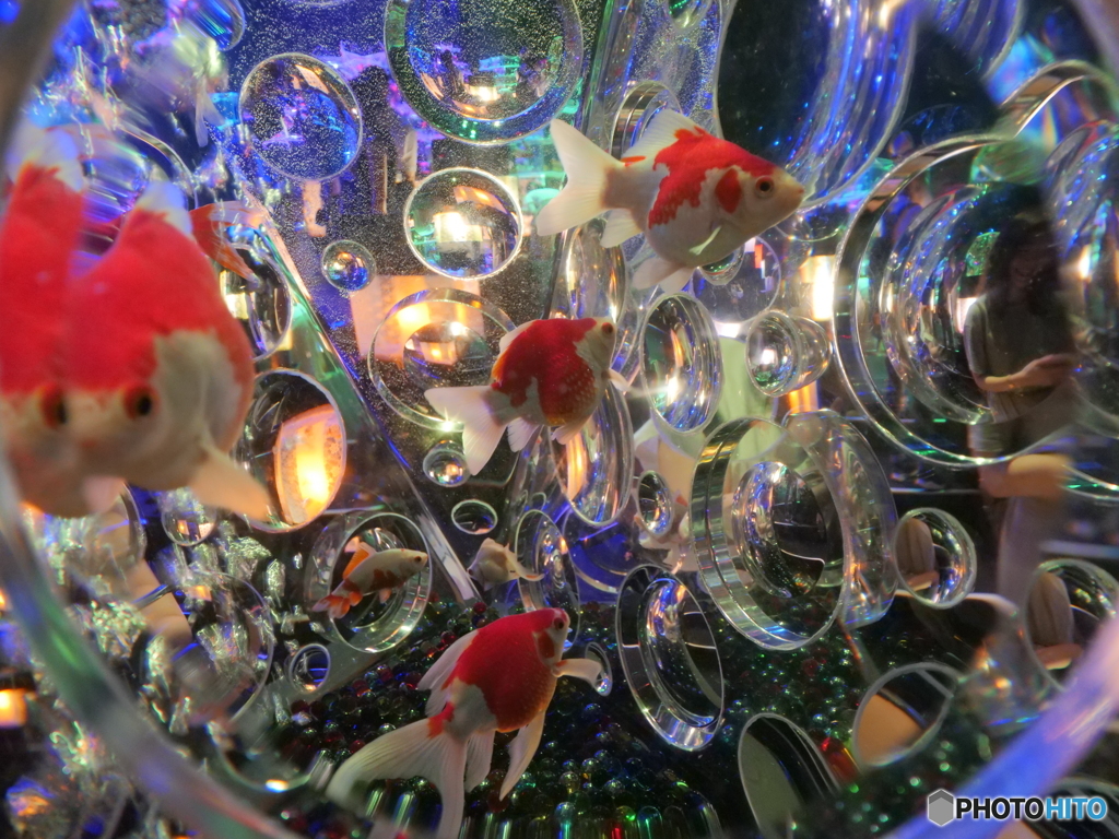 暑中お見舞い　P1103242