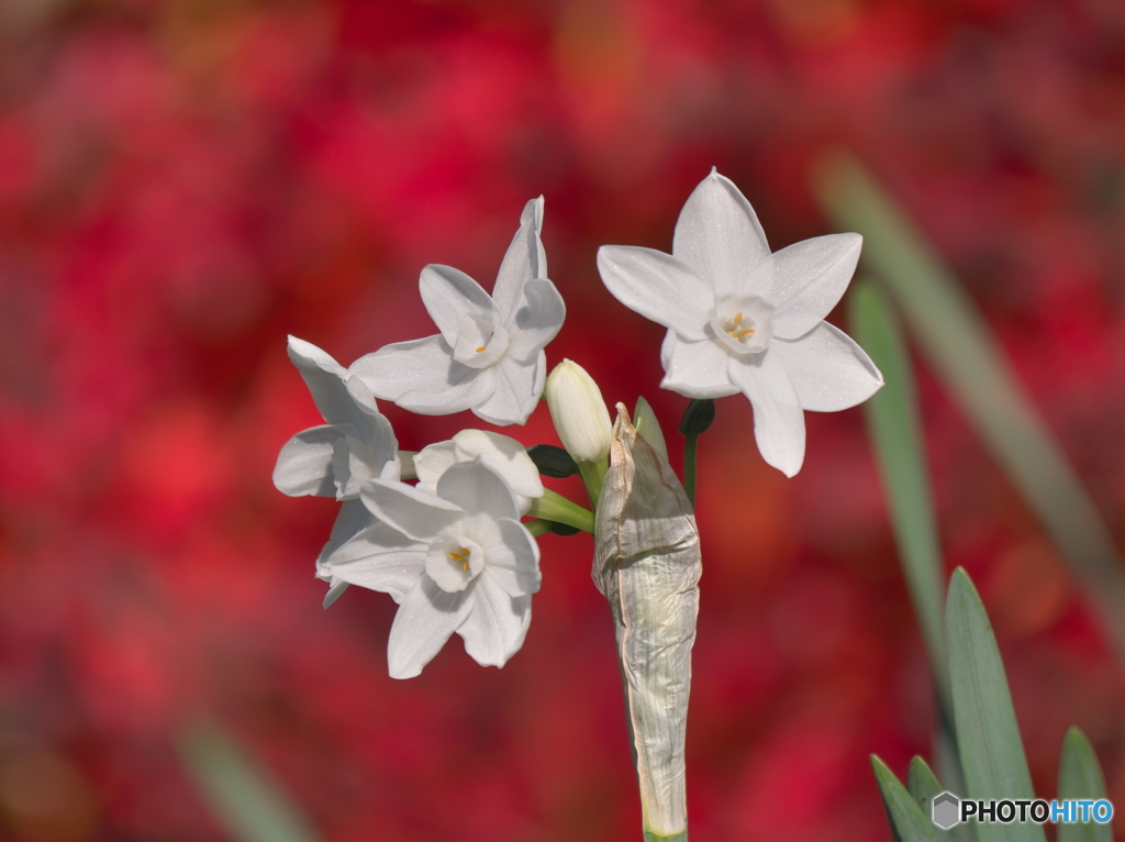 ペーパーホワイト　P1171517