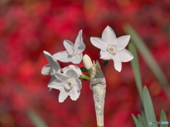 ペーパーホワイト　P1171517