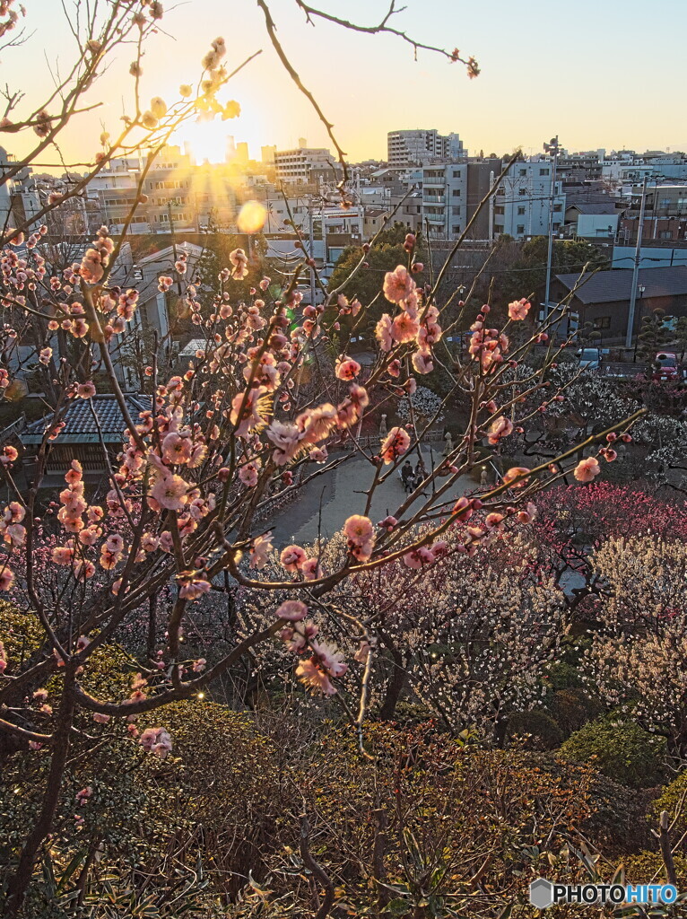 日没の梅園＃１