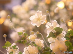 旧芝離宮の晩秋の花～シュウメイギク