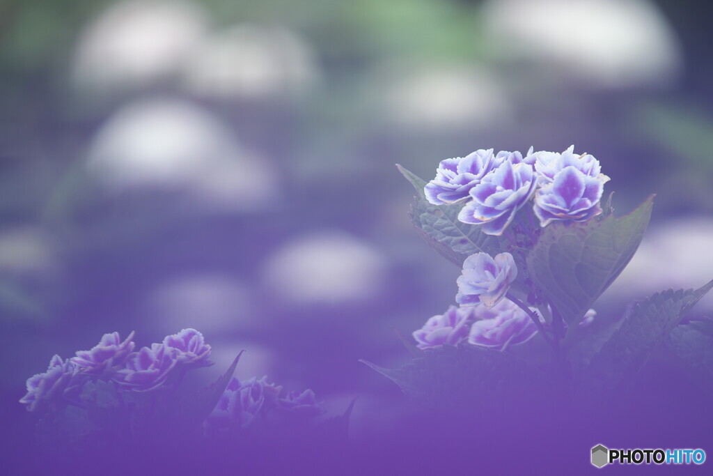 紫のベールを纏う紫陽花＃２