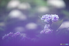 紫のベールを纏う紫陽花＃２