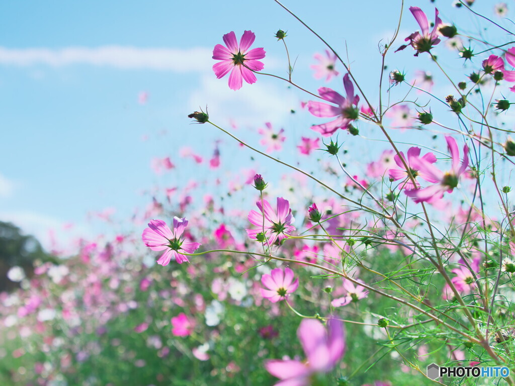 コスモス＃２