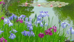 花菖蒲と睡蓮＃１
