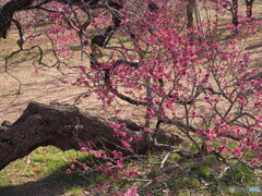 神代植物公園のうめ園の紅梅