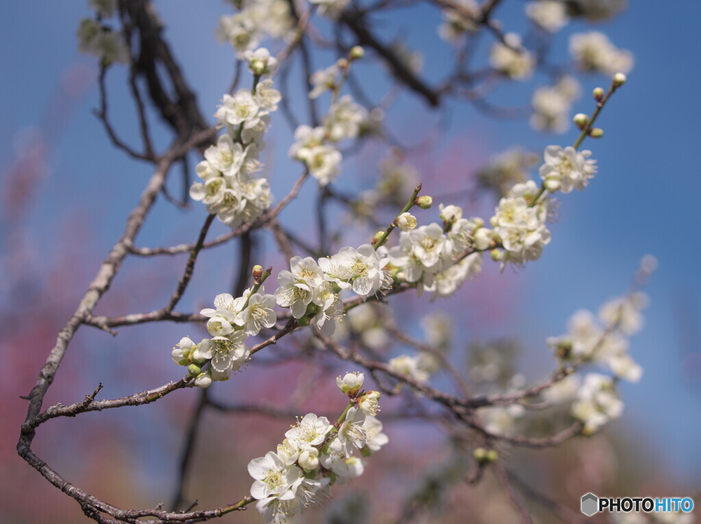 神代植物公園のうめ園の白梅