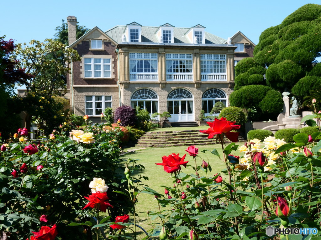 鳩山会館のバラ　P1089617