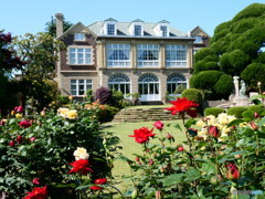 鳩山会館のバラ　P1089617