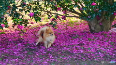 ことしもお世話になりました　ワン！！P1128825