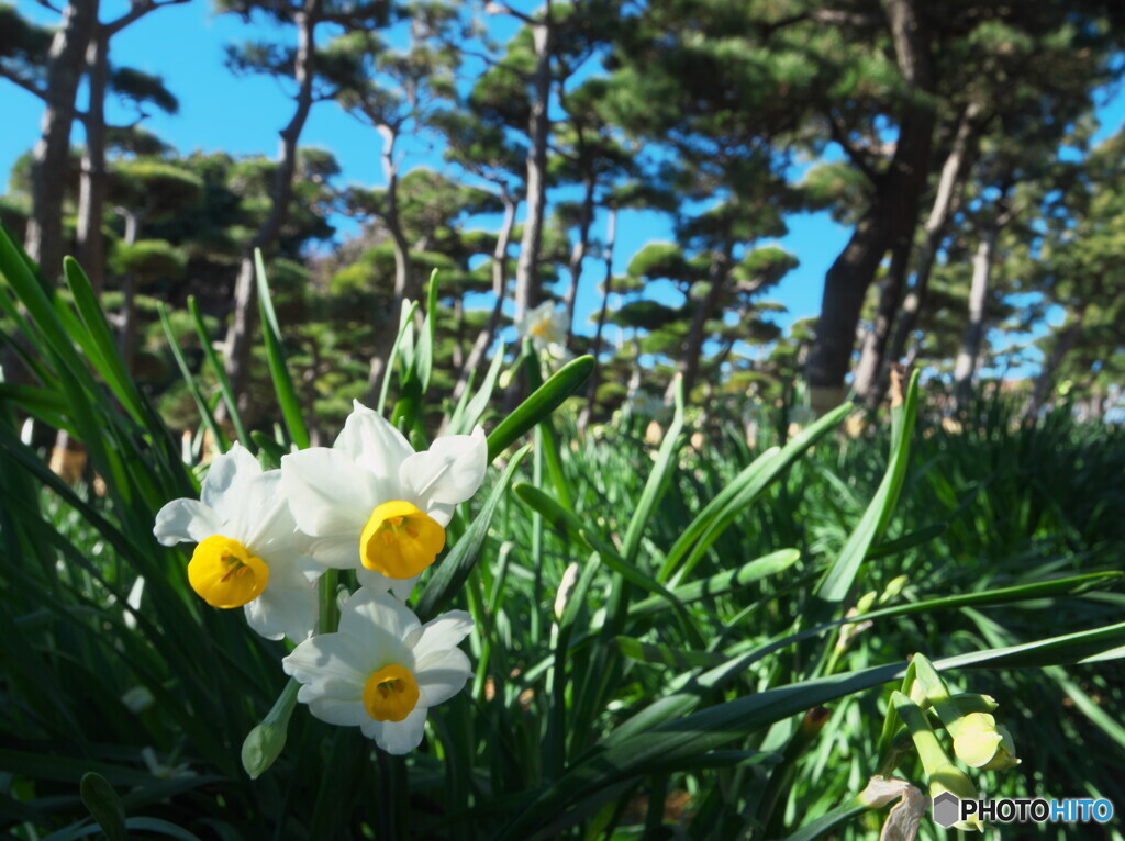 松林に咲く水仙