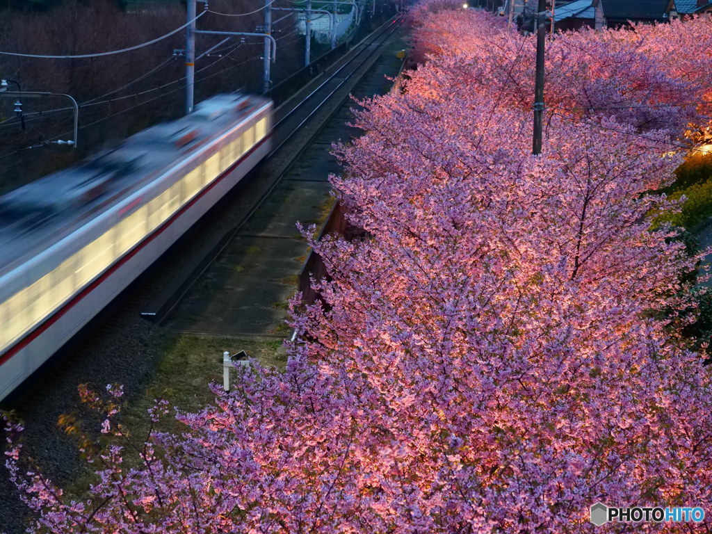 京急電車に桜のライトアップ　P1053870