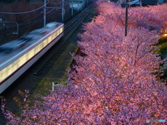 京急電車に桜のライトアップ　P1053870