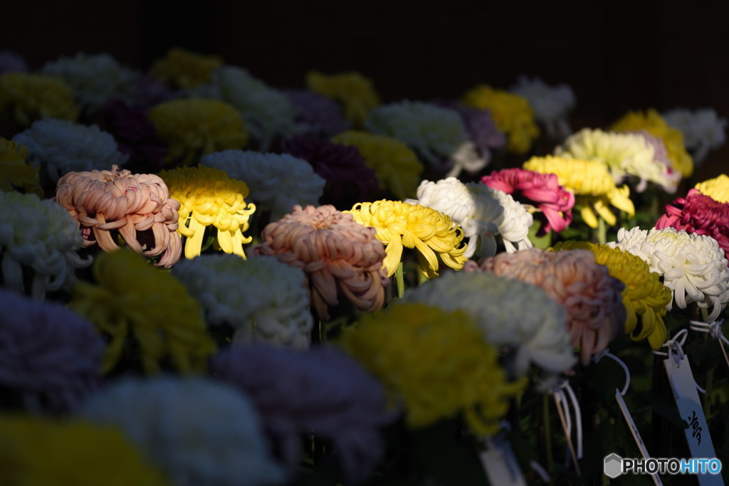 西日に浮かぶ大菊　DSC_6575