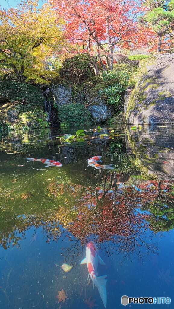 紅葉と鯉＃１