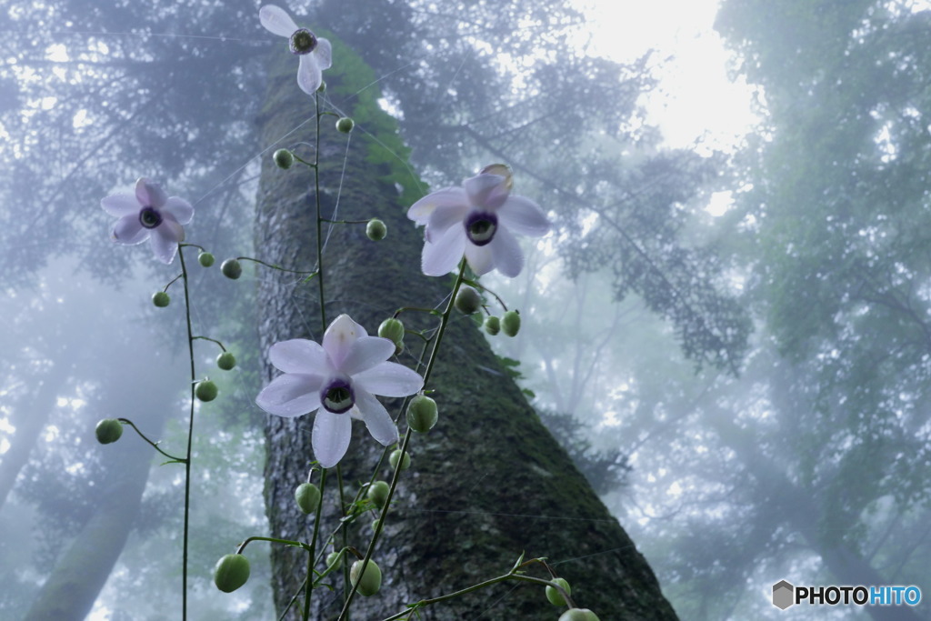 レンゲショウマ　P1060862