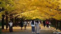 昼のイチョウ並木は大混雑　P1139080