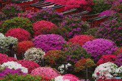 躑躅に囲まれた千本鳥居　P1110007