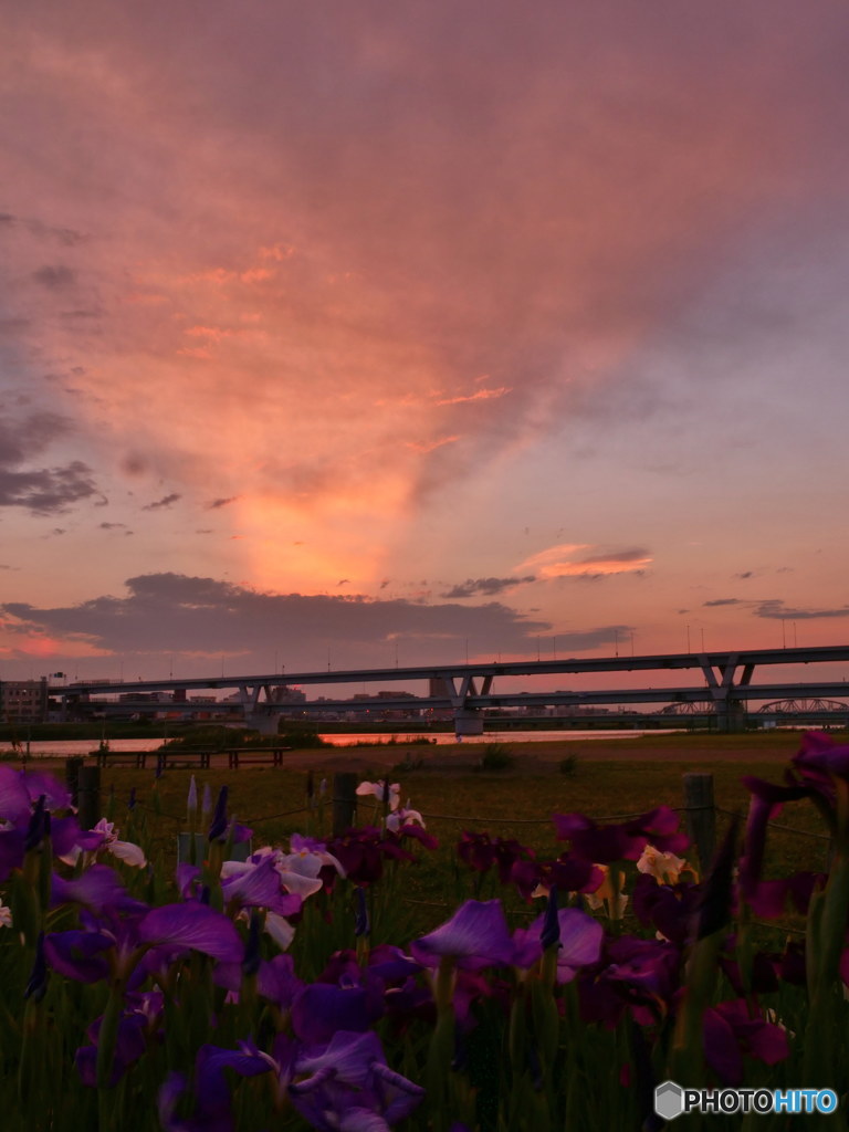 夕暮れの花菖蒲　P1090932_01