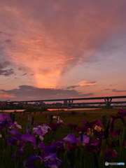 夕暮れの花菖蒲　P1090932_01