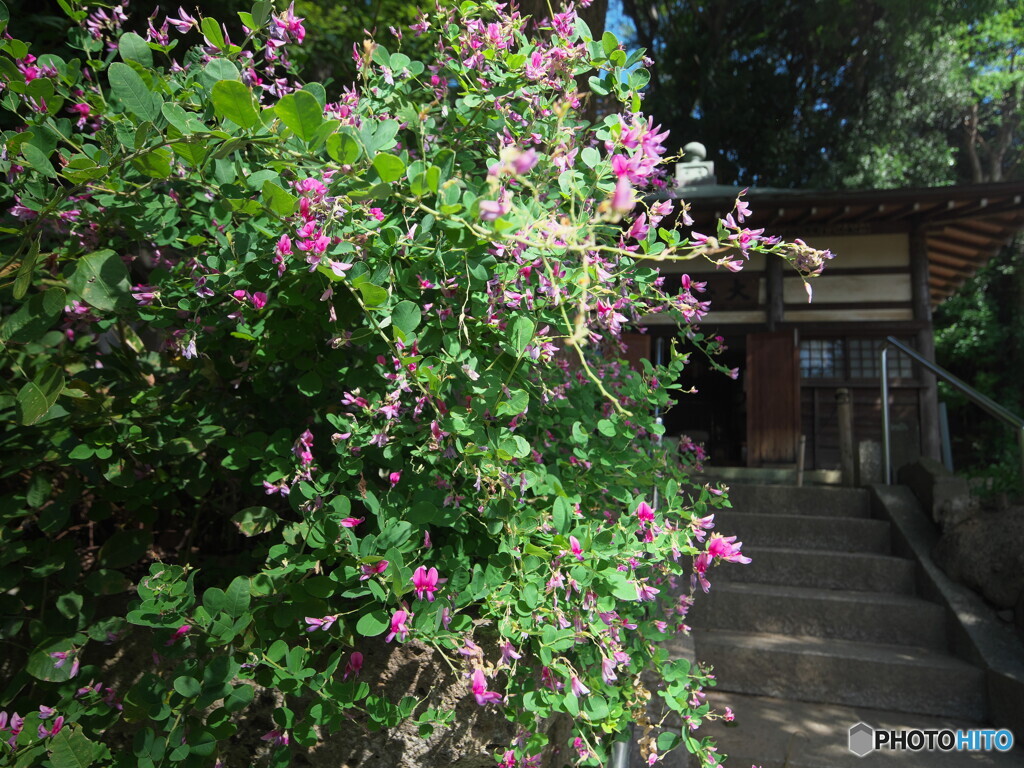 ハギと寺院＃２