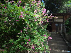 ハギと寺院＃２