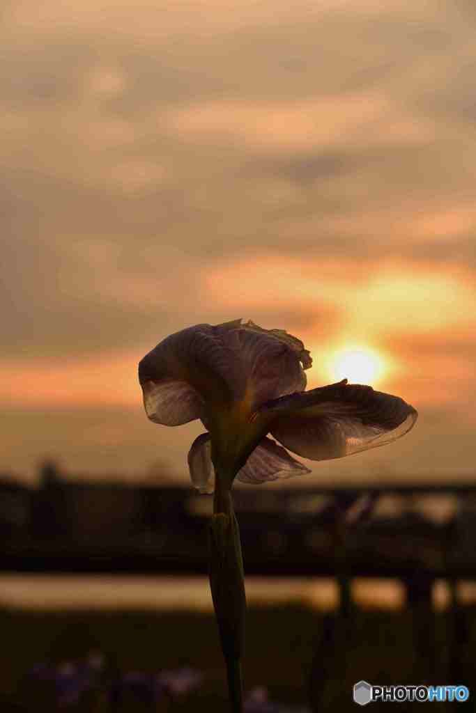 夕日に光る花菖蒲～２