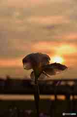 夕日に光る花菖蒲～２