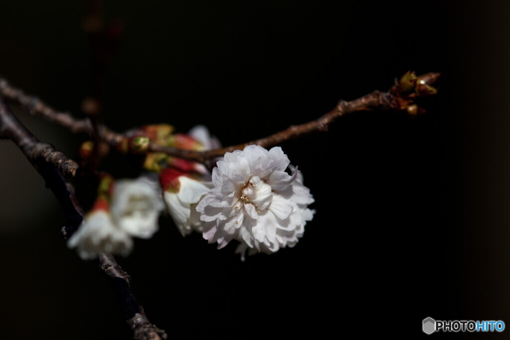 冬桜～コブクザクラ