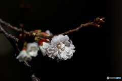 冬桜～コブクザクラ