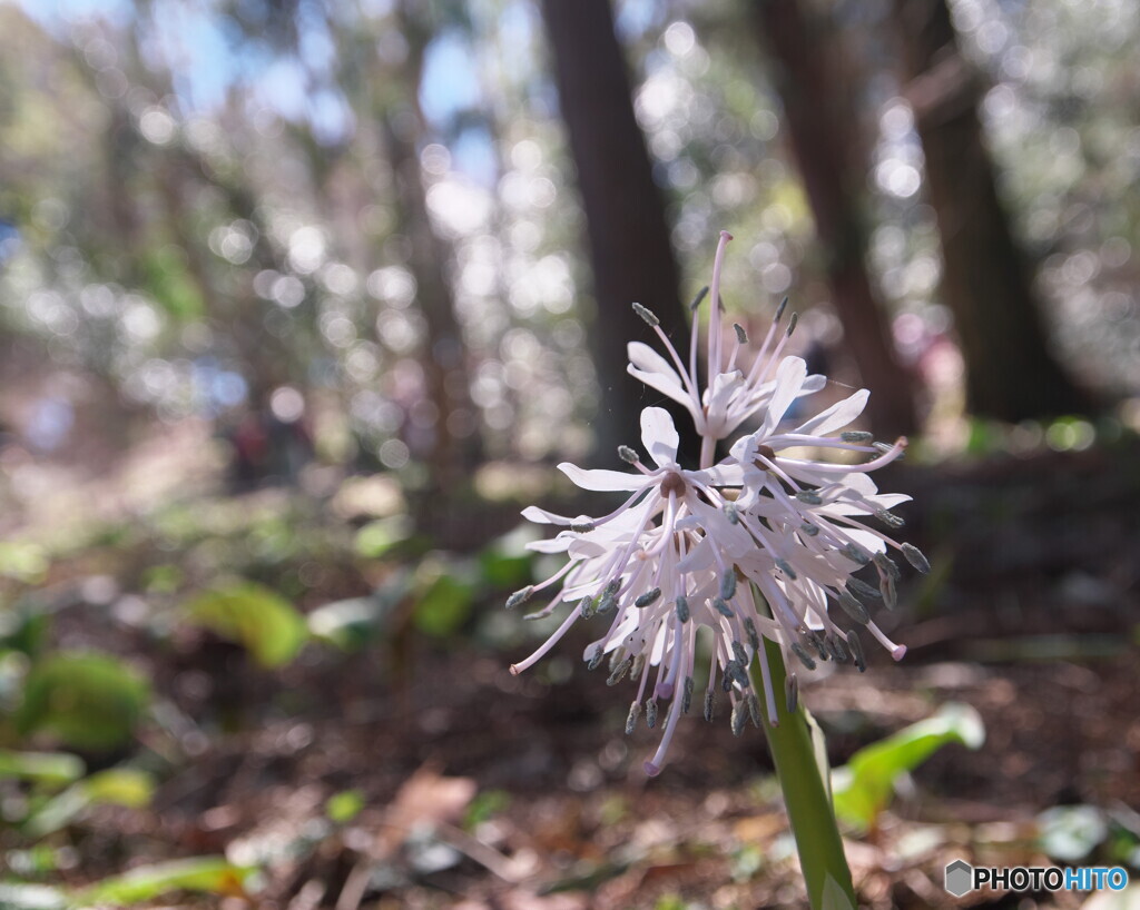 かたくりの里で出会った山野草～ショウジョウバカマ
