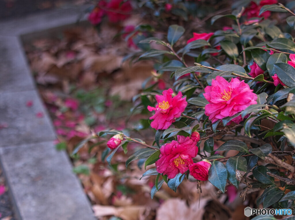 寒椿が咲いていた
