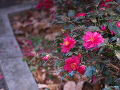 寒椿が咲いていた