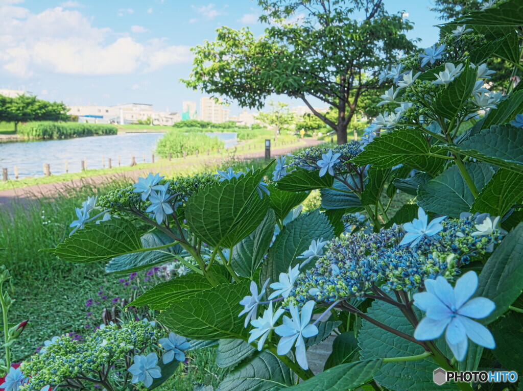 旧中川水辺公園の紫陽花＃２