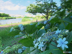 旧中川水辺公園の紫陽花＃２