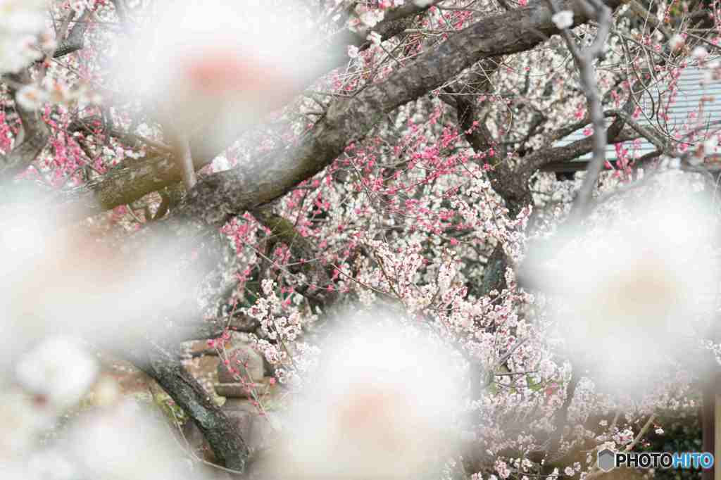 新宿御苑の梅～１