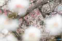 新宿御苑の梅～１