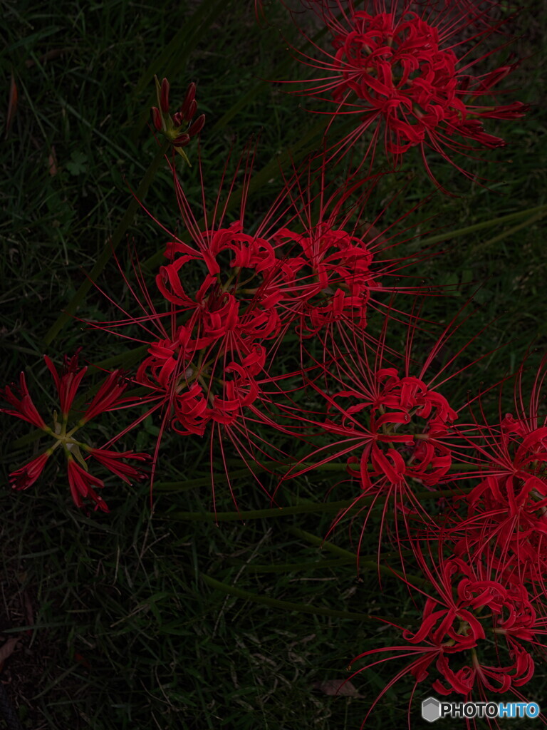 曼珠沙華三景～其の３